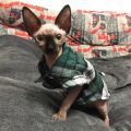 British Style Cat Clothes Summer Fashion Cat Shirts Coat For Small Cats Shirt Clothing Puppy Kitten Outfits Pet Dog Clothes. 