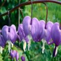 Purple Bleeding Heart Flower Tree Seeds. 