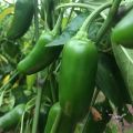 Jalapeno Hybrid Green Chilli Chili Seeds (Sabaz Mirch) Kitchen Gardening Vegetable. 