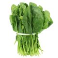 Kitchen Gardening Winter Vegetables Seeds 10 Packs. 