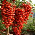 Juwel Cherry Tomato Seeds. 