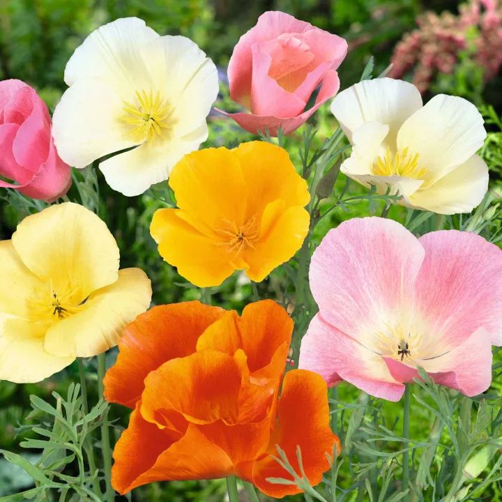 200+%20Poppy%20Flower%20Seeds%20(Khashkhash)%20-%20Home%20Kitchen%20Gardening%20-%20Image%206