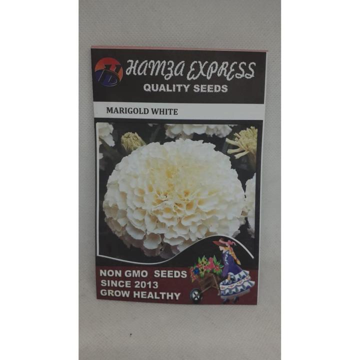 Marigold white seeds inca-LARGE SIZE FLOWER-BY HK DEALER