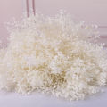 100g Dried Baby's Breath Flowers Bouquet White Dry Flowers Bulk,Real Natural Gypsophila Branches for Wedding, DIY Wreath Floral. 