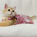 Shih Tzu Dog Dress Terno Female Puppy Kitten Cat Dress Pet Clothes Cat Costume Birthday Clothes for Dog Flower Lace Bow Knot Wedding Princess Pet Gown + Headband. 