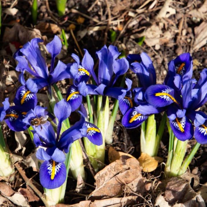 Pack%20of%205%20Iris%20reticulata%20Flower%20bulb%20ll%20Dwarf%20Iris%20imported%20Bulbs%20-%20Image%203