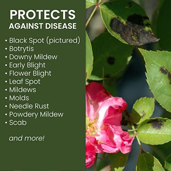 Neem%20Oil%2050ml%20-%20Natural%20Garden%20Insecticide%20&%20Fungicide%20for%20Insects,%20Disease,%20and%20Mold%20Protection%20-%20Image%203