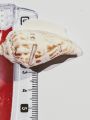 Natural Sea Shell Charms from Seek for Style – Assorted Designs for Jewelry & Crafts (Drilled) | Home Decor Aquarium Decorations. 