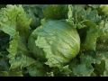 F-1 Hybrid Iceberg Lettuce Vegetable Seeds Kitchen Gardening. 
