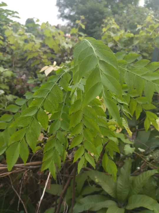 Fresh%20Curry%20Leaves%20-%20Kurry%20Patta%20-%20Image%203