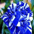 Blue Dragon Rose Flower Seeds. 