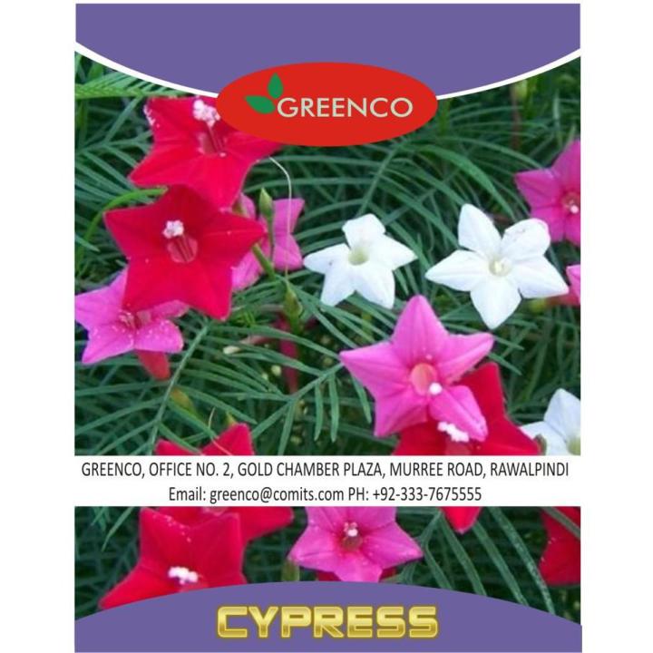 Cypress (Ipomoea quamoclit) Creeper Mix Colour Spring Summer Season Flower Seeds