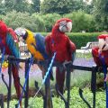 Pet Bird Harness and Leash,Adjustable Parrot Bird Harness Leash - Pet Anti-Bite Training Rope Outdoor Flying Harness and Leash(P). 