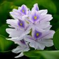 Water Hyacinth Seeds. 