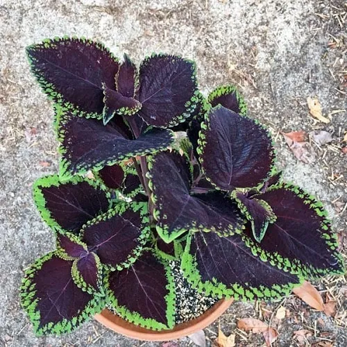 Giant%20Exhibition%20Magma%20Coleus%20Plant%20Seeds%20-%20Image%202