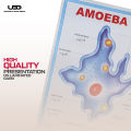 Structure and Classification Of Amoeba Wall Poster |  Unicellular Organism Amoeba Diagram Wall Chart | HD Picture presentation on 200-gram Card 20*30 inches. 