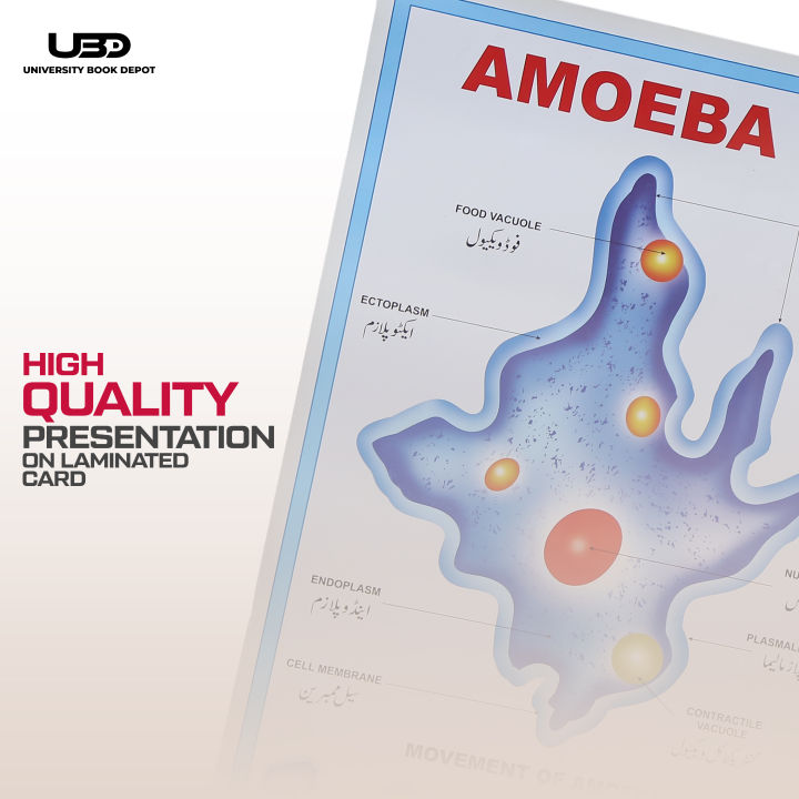 Structure%20and%20Classification%20Of%20Amoeba%20Wall%20Poster%20%7C%20%20Unicellular%20Organism%20Amoeba%20Diagram%20Wall%20Chart%20%7C%20HD%20Picture%20presentation%20on%20200-gram%20Card%2020*30%20inches%20-%20Image%205