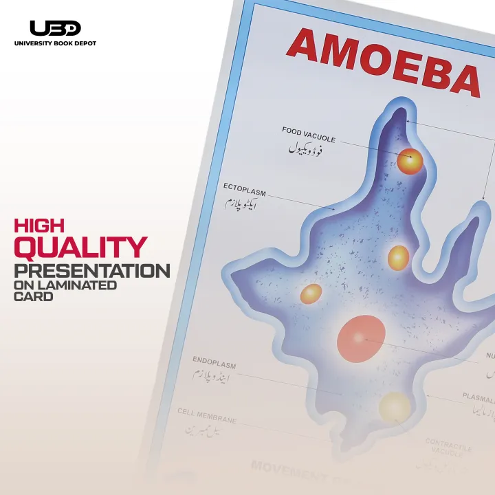Structure%20and%20Classification%20Of%20Amoeba%20Wall%20Poster%20%7C%20%20Unicellular%20Organism%20Amoeba%20Diagram%20Wall%20Chart%20%7C%20HD%20Picture%20presentation%20on%20200-gram%20Card%2020*30%20inches%20-%20Image%205