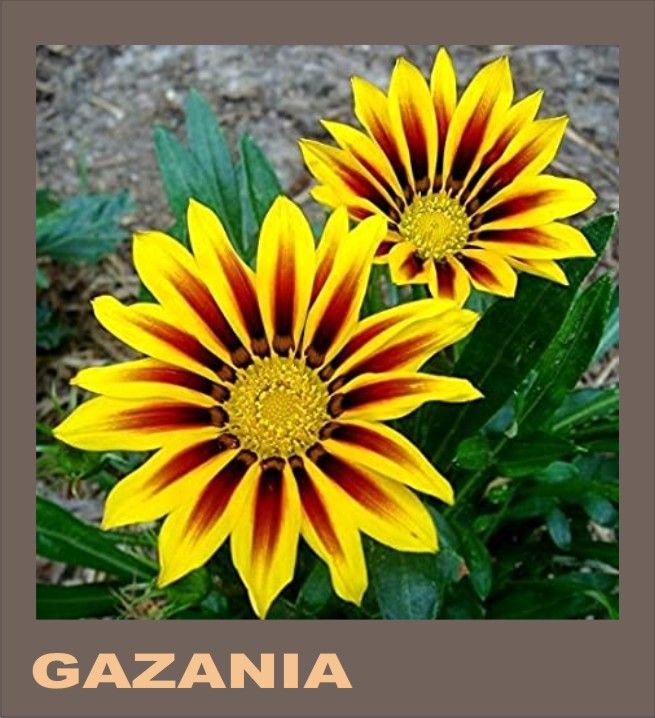 10%20Economical%20Packs%20Different%20Winter%20Season%20Garden%20Flower%20Seeds%20Pansy%20Dahlia%20Petunia%20Marigold%20Gazania%20-%20Image%204