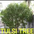 VANA TULSI as WILD TULSI Seeds From HIMALAYAS Lucky MEDICATION Plant With ANTI AGING WEIGHT LOSS HEALTHY HAIR ACNE SKIN PORES REDUCE URIC ACID CLEANSE KIDNEYS RELAX FROM STRESS REDUCE CHOLISTROL ULCERS MOUTH INFECTION INCREASE POSITIVE ENERGY BAD BREATH. 