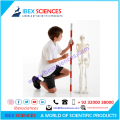 IBEX SCIENCES Skeleton Model 85cm / 2.8ft | Complete bones skeleton | Teaching Model | PVC. 
