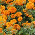 African Marigold Mix Colour Winter Season Flower Seeds. 