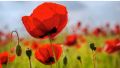 200+ Poppy Flower Seeds (Khashkhash) - Home Kitchen Gardening. 