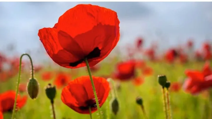 200+%20Poppy%20Flower%20Seeds%20(Khashkhash)%20-%20Home%20Kitchen%20Gardening%20-%20Image%204