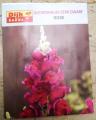 Antirrhinum Semi Dwarf ROSE winter flower. 