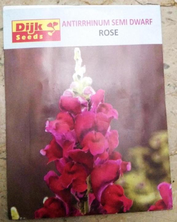Antirrhinum Semi Dwarf ROSE winter flower