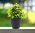Pack of 3 Small Flower Pots for Cactus and Artificial Plants - White. 