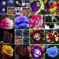 Japanese Mix Rose Seeds. 