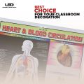 Human Heart and The Blood Circulation System Wall Chart | HD picture Presentation on 200 grams Laminated card 23*36 inches. 