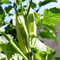 Lady finger/okra Seeds  (bhindi tori K Beej)(بھنڈی توری کے بیج)Hybrid/Germinated/Best Quality/Fast growing/Excellent Germination/High Quality/Healthy Vegetable Seeds/Vegetable/Home/Kitchen/Gardening seeds/beej/Vegetables Seeds Packet. 