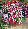 Petunia Nana Compacta Stars Mixed - Home Gardening Flower Seeds. 