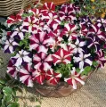 Petunia Nana Compacta Stars Mixed - Home Gardening Flower Seeds. 