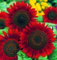 4 Packets - Different Varieties Portulaca Tithonia Red Sunflower Spring Summer Season Flower Seeds. 