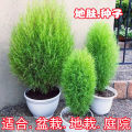 Broom Red Earth Skin Garden Grass Garden   Green Grass Lawn Garden Flower Garden   Garden Ornamental Red Ground Planting. 