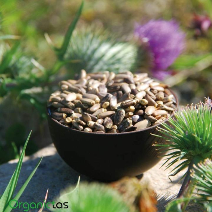 MILK%20THISTLE%20SEEDS%20-%20Organic%20for%20Tea%20Silybum%20Marianum%20Natural%20Detox%20100g%20-%20Image%206