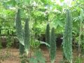 Karela (Bitter gourd ,کریلا) F1 summer Vegetable seeds. 