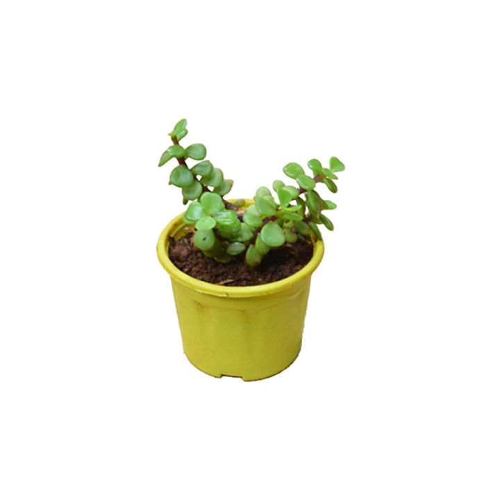 Live Jade Plant (Succulent) indoor plant