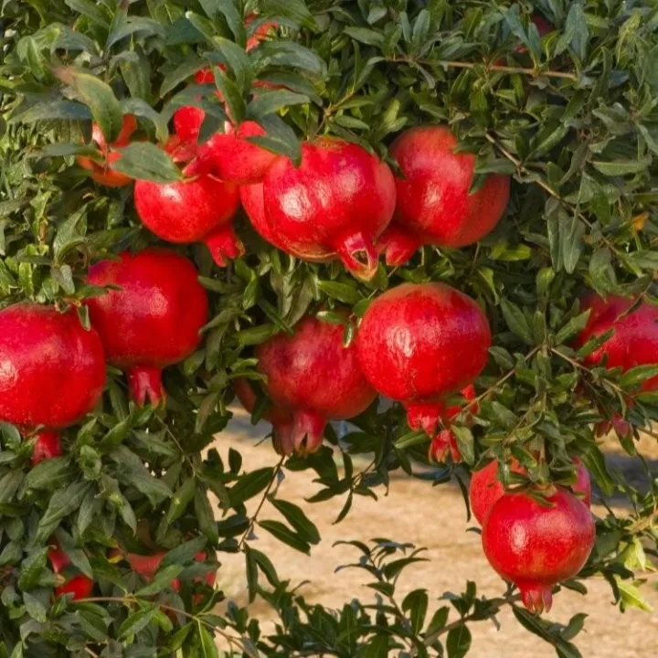 10Pcs%20Pomegranate%20Fruit%20Seeds%20-%20Image%203