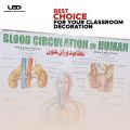 Blood Circulation System in Humans Wall Chart | HD Wall Poster Presentation on 200 grams Laminated card 23*36 inches. 