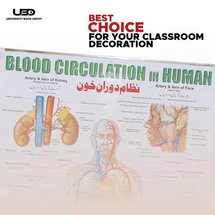 Blood%20Circulation%20System%20in%20Humans%20Wall%20Chart%20%7C%20HD%20Wall%20Poster%20Presentation%20on%20200%20grams%20Laminated%20card%2023*36%20inches%20-%20Image%204