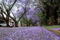 Jacaranda / Fern Tree \ Blue Jacaranda Tree Seeds - Flower Tree. 