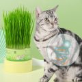 Cat Grass Canned Kit, Organic Seed And Soil. Easy To Grow - Great For Cat And Other Pets. Prevent Hairballs And Aid Digestion. 