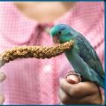 Yellow Millets Spray 250gm for all types of birds TREATES ( Cage Life Care ). 