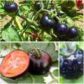 50/Bag Black Pearl Tomato Seeds. 