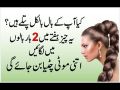 Anti Lice Hair Oil 100%  Tara Mera Oil - Jhamba Hair Oil - Bitter Mustard Oil - Herbal Hair Oil - Remove Head Lice and Eggs  - Makes Hair Strong and Long - Long Hairs Hair Oil - 250ml For Kids and Adults. 