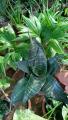 Beautiful Flowering Snake Plant. 